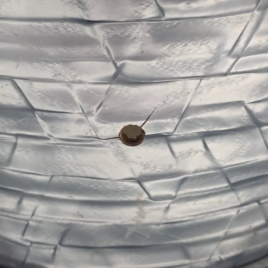 Used Misc MIJ Tom 13x9 Pearl Finish - Fair - Drum Center Of Portsmouth